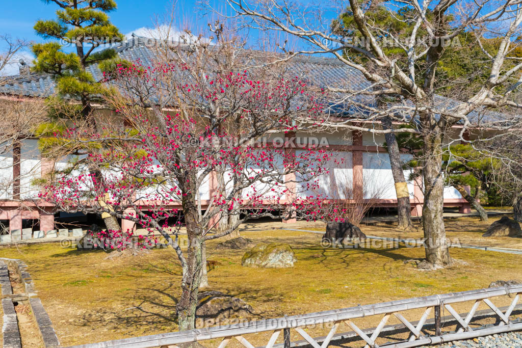 京都府　智積院　梅と収蔵庫