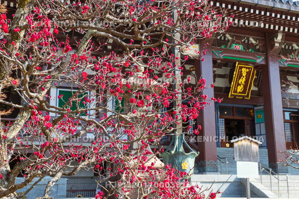 京都府　智積院　梅と金堂