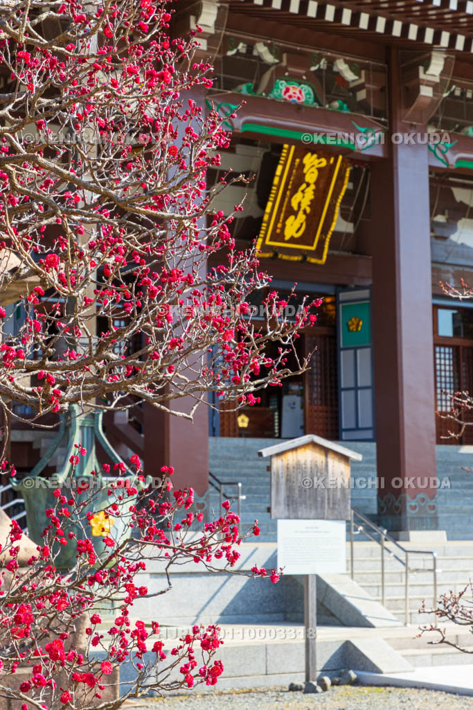 京都府　智積院　梅と金堂