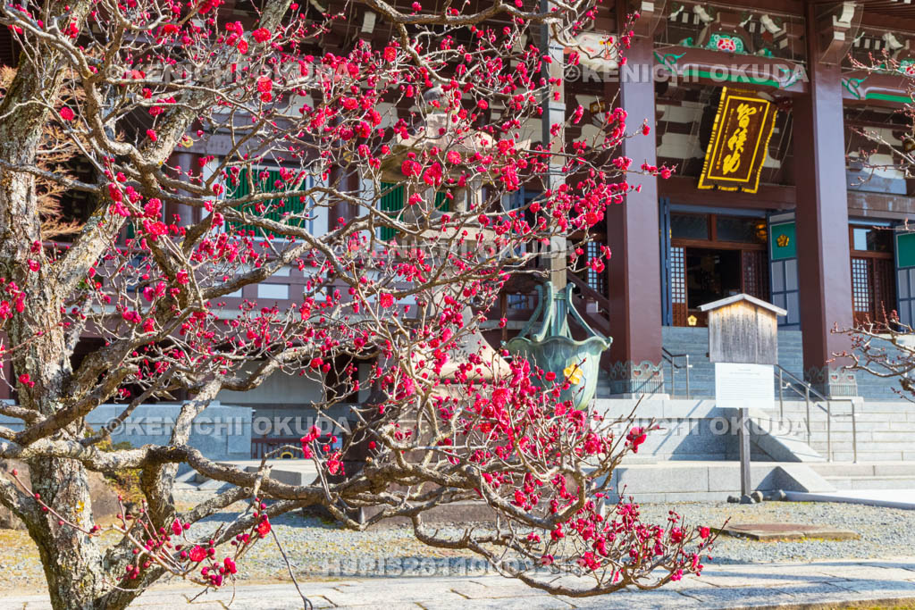 京都府　智積院　梅と金堂