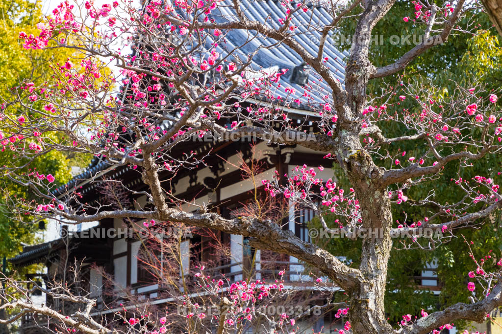 京都府　智積院　梅と明王殿