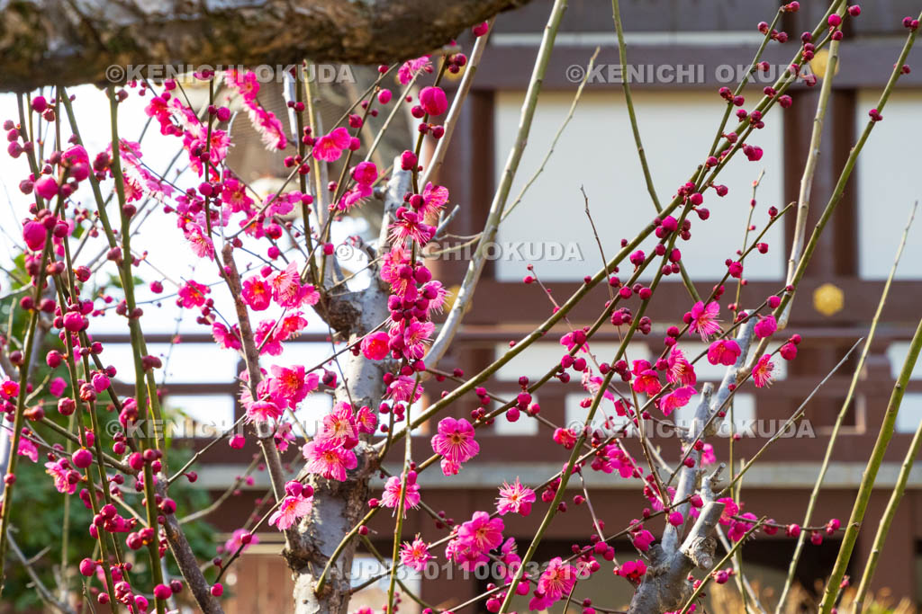 京都府　智積院　梅と金堂