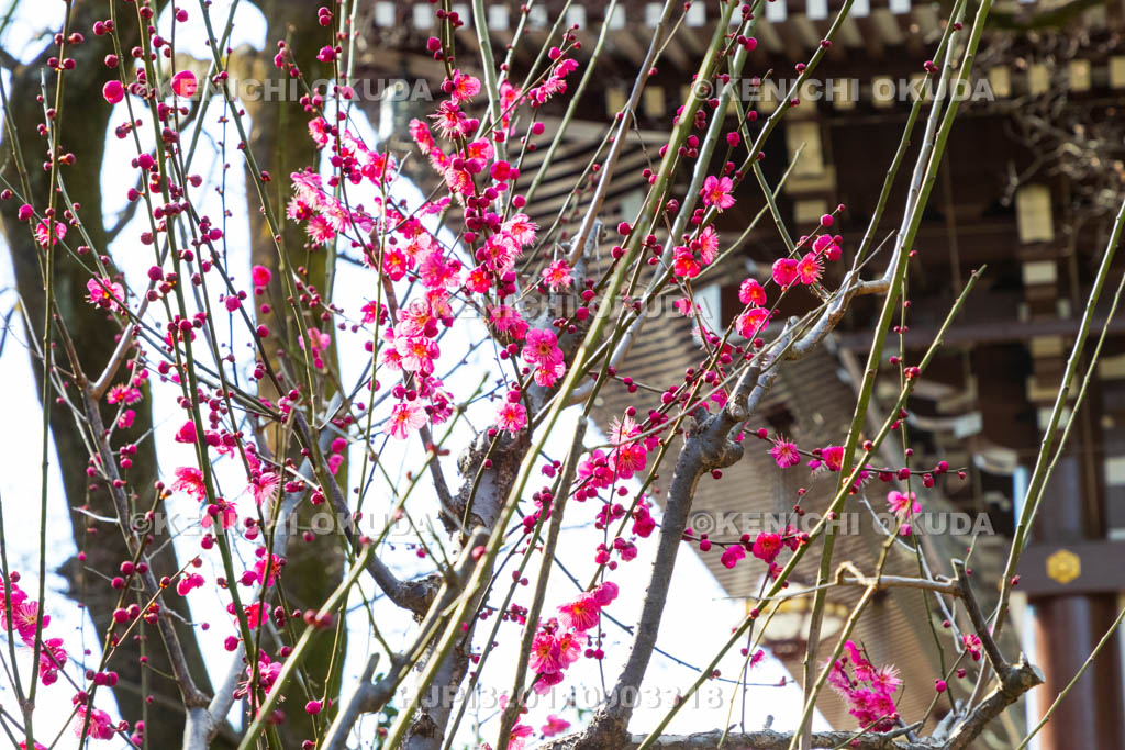 京都府　智積院　梅と金堂