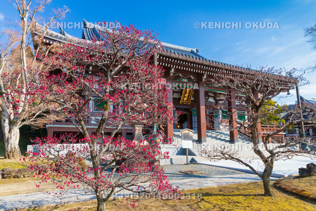 京都府　智積院　梅と金堂