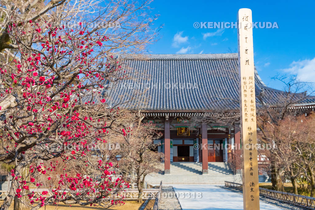 京都府　智積院　梅と金堂