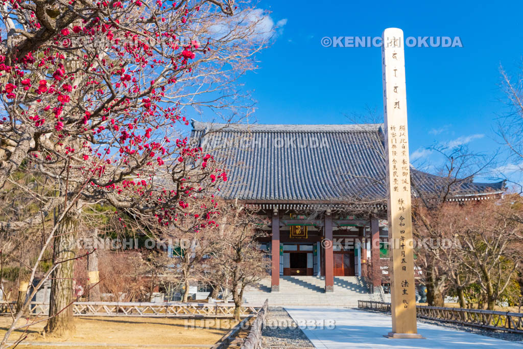 京都府　智積院　梅と金堂