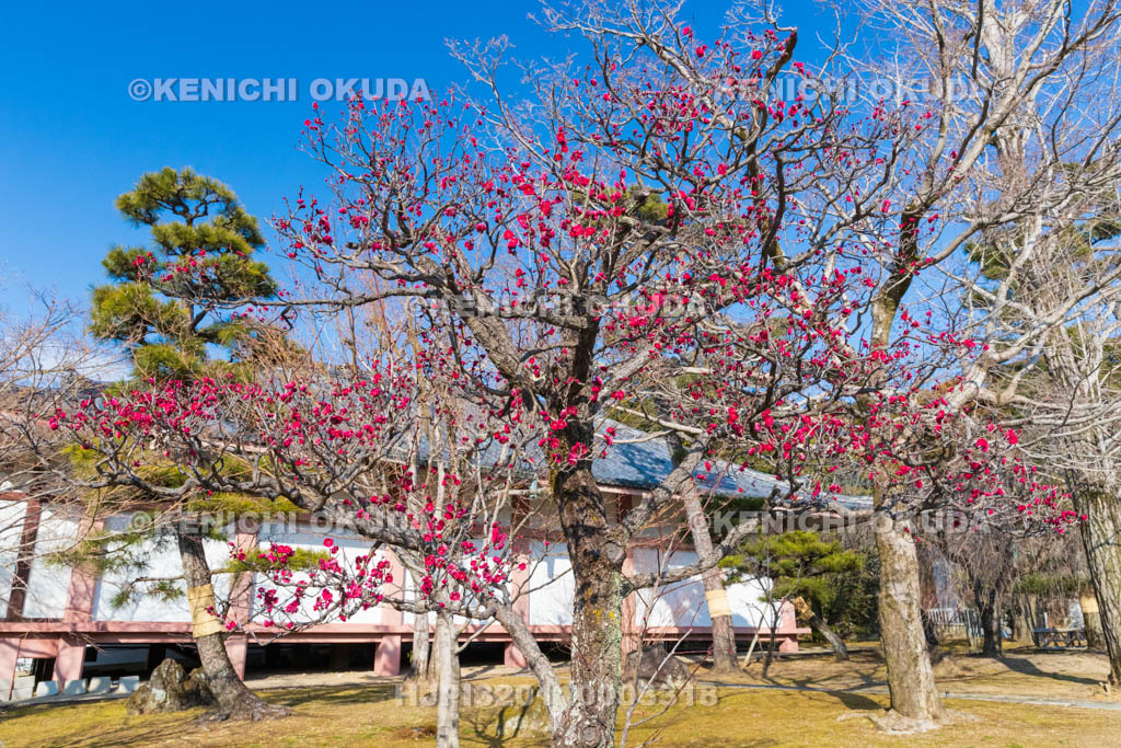 京都府　智積院　梅と収蔵庫