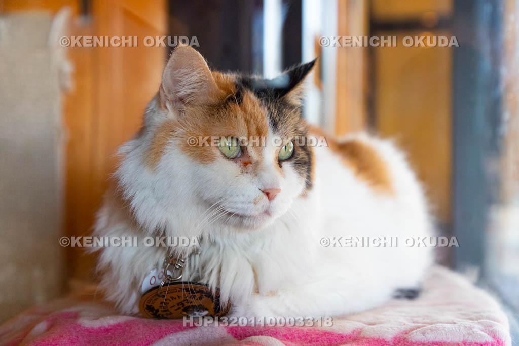 和歌山県　和歌山電鐵　貴志駅　ニタマ駅長（たまⅡ世駅長）