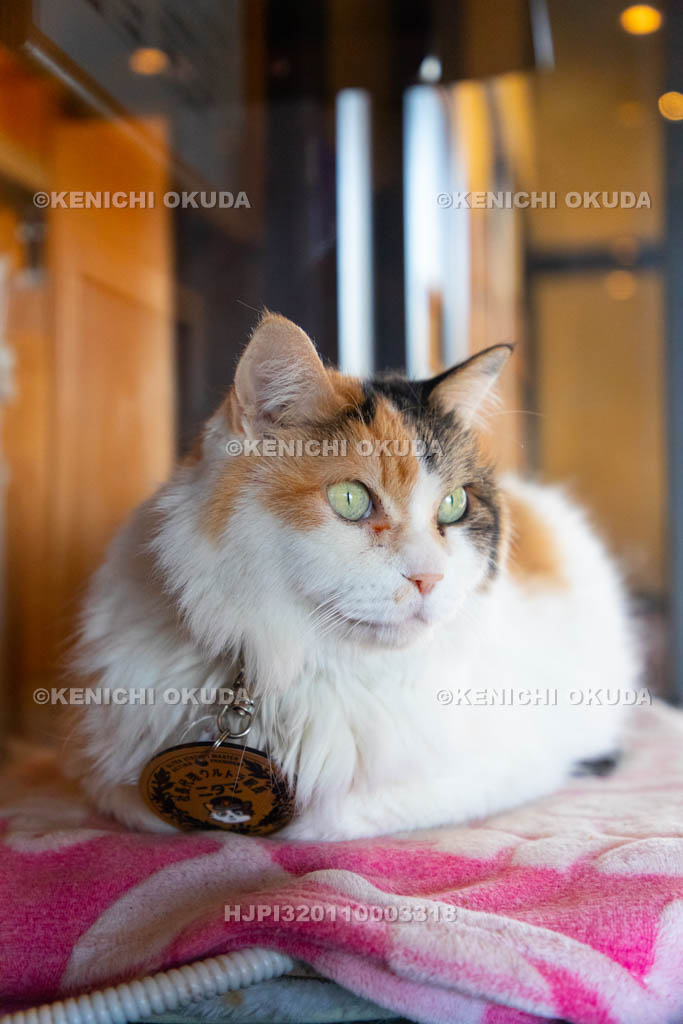 和歌山県　和歌山電鐵　貴志駅　ニタマ駅長（たまⅡ世駅長）