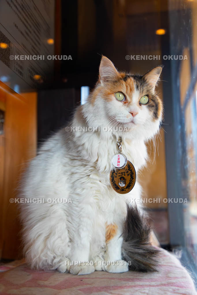 和歌山県　和歌山電鐵　貴志駅　ニタマ駅長（たまⅡ世駅長）