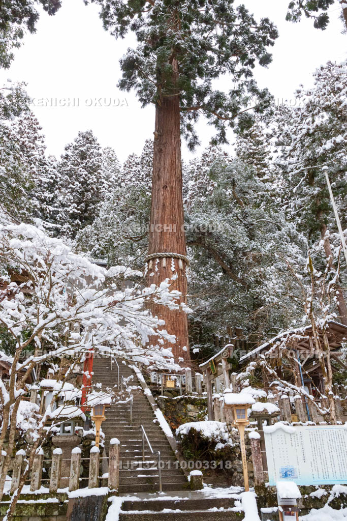 京都府　雪の鞍馬寺　由岐神社　大杉