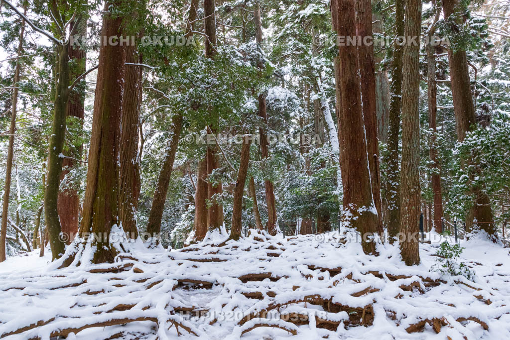 京都府　雪の鞍馬寺　奥の院　木の根道