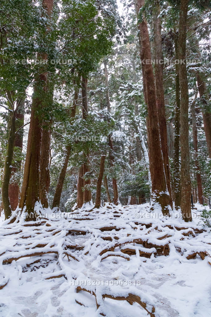 京都府　雪の鞍馬寺　奥の院　木の根道