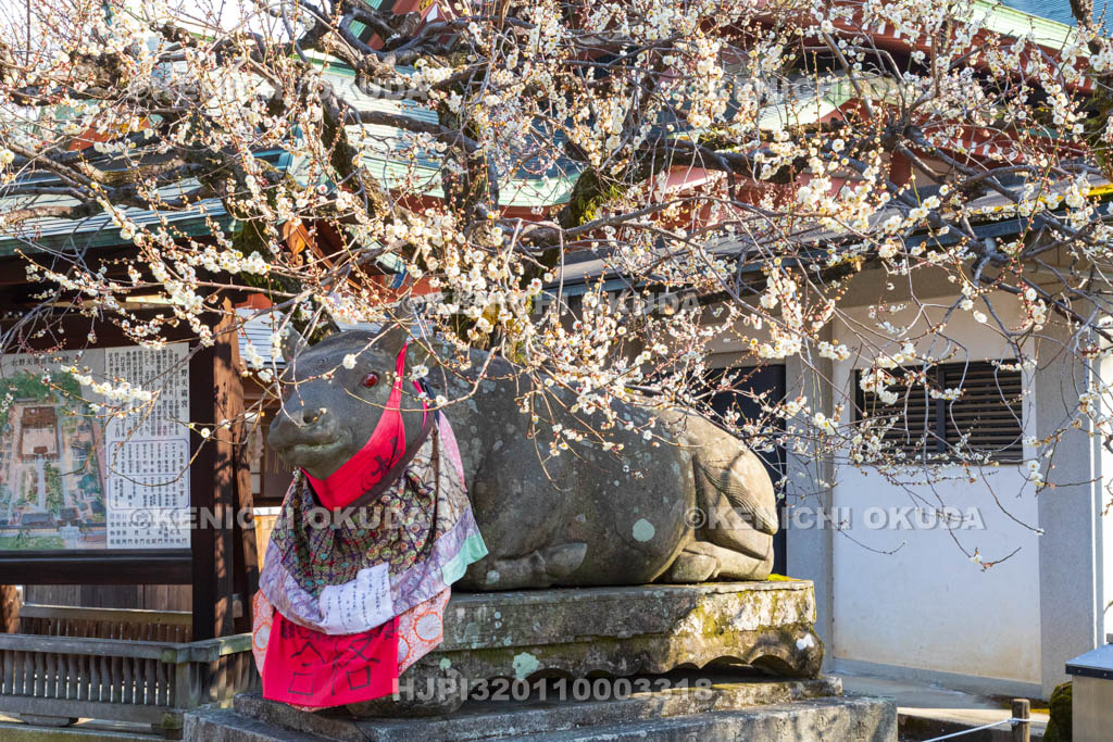 京都府　北野天満宮　白梅と臥牛像　宝物殿付近