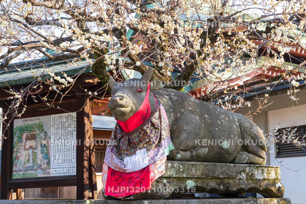 京都府　北野天満宮　白梅と臥牛像　宝物殿付近