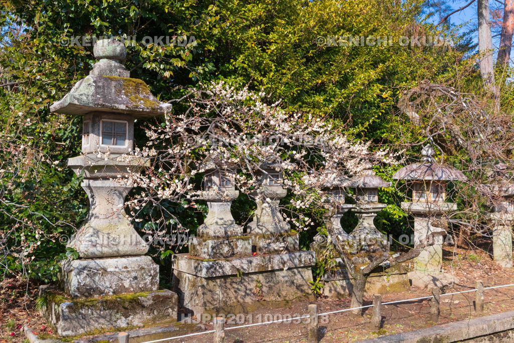 京都府　北野天満宮　白梅と燈籠　神楽殿付近