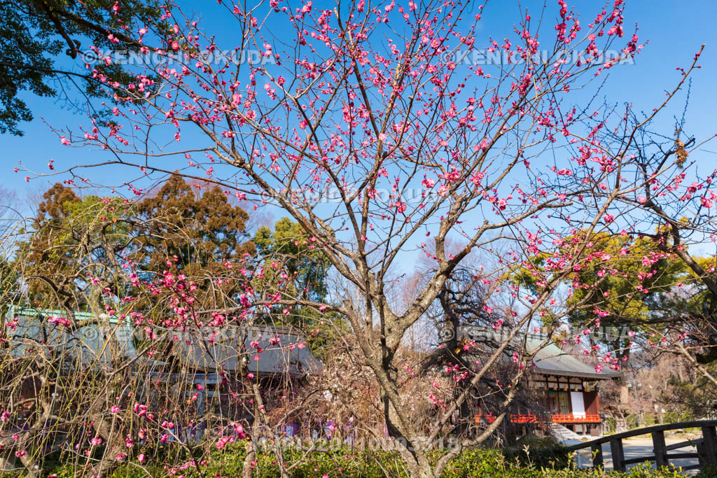 京都府　北野天満宮　紅梅　梅苑入口付近
