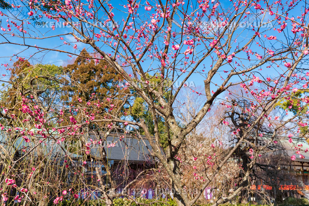 京都府　北野天満宮　紅梅　梅苑入口付近