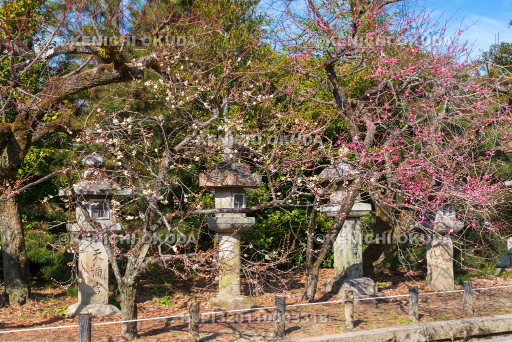 京都府　北野天満宮　梅と燈籠　神楽殿付近