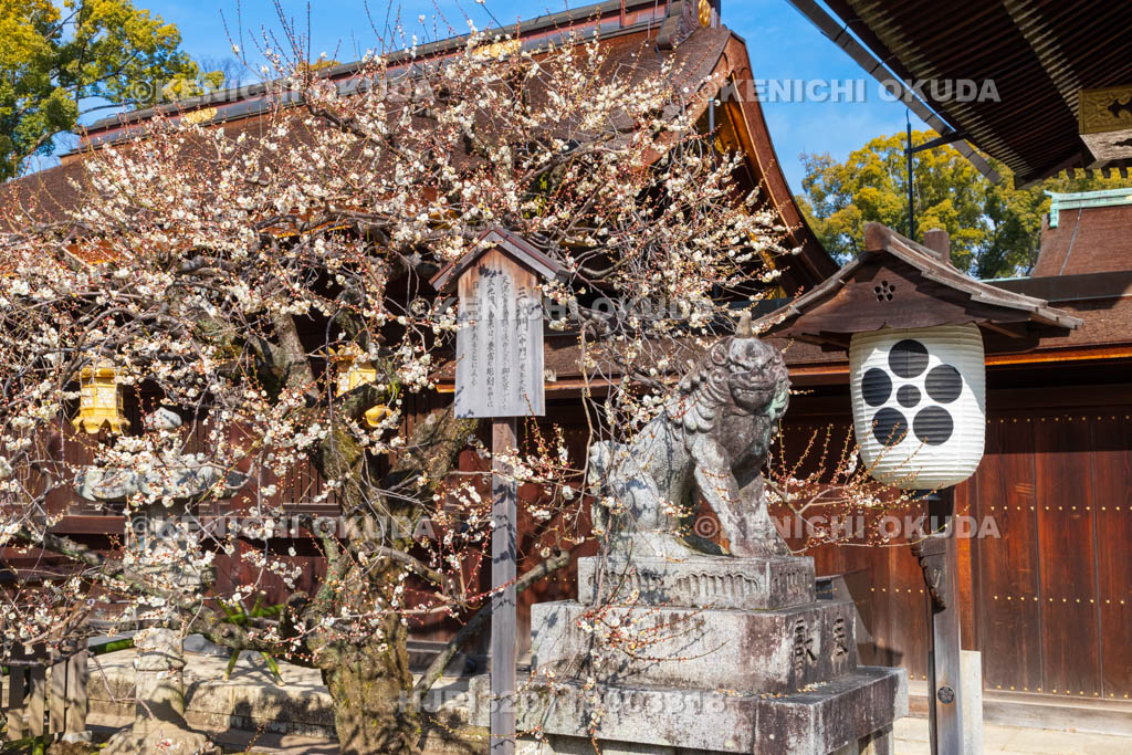 京都府　北野天満宮　白梅と狛犬　三光門付近