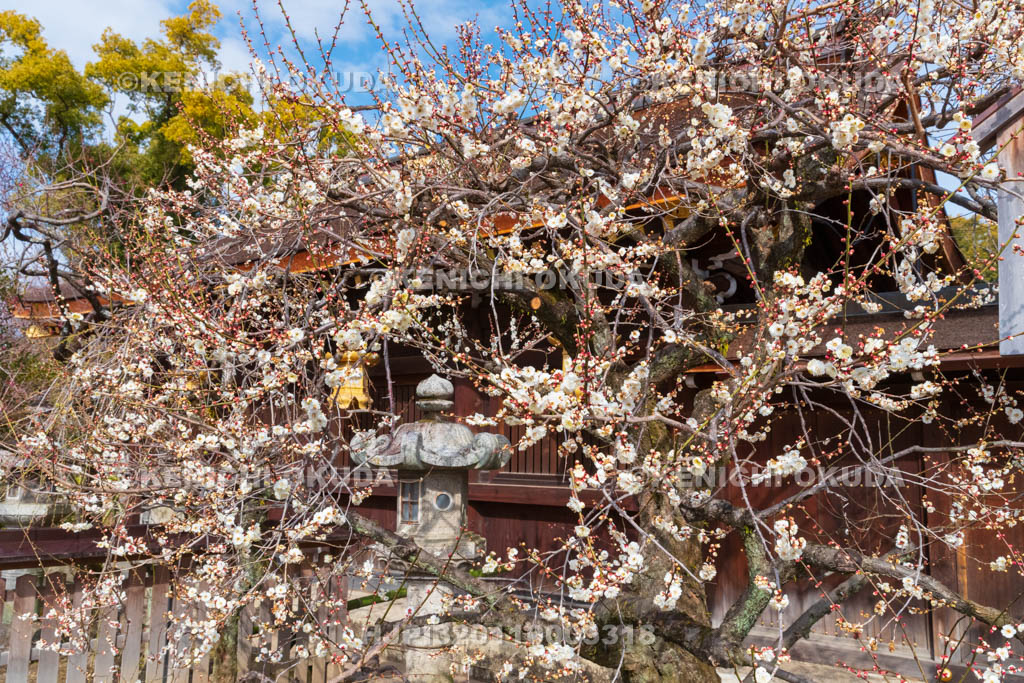 京都府　北野天満宮　白梅　三光門付近