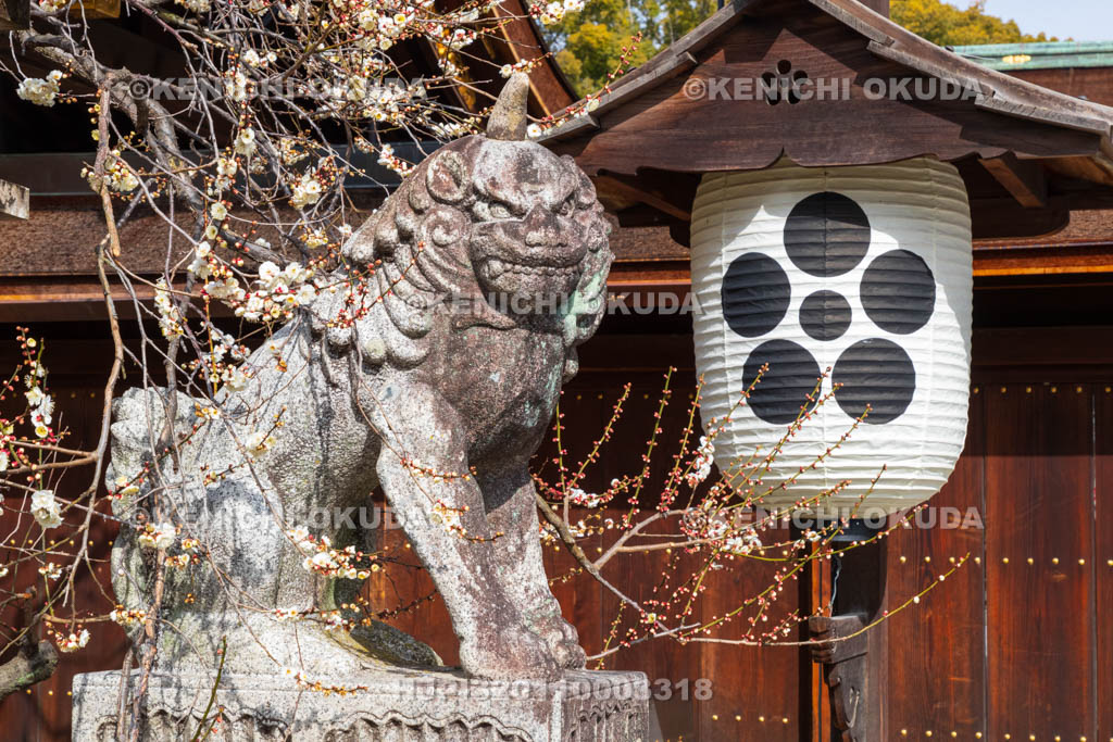 京都府　北野天満宮　白梅と狛犬　三光門付近