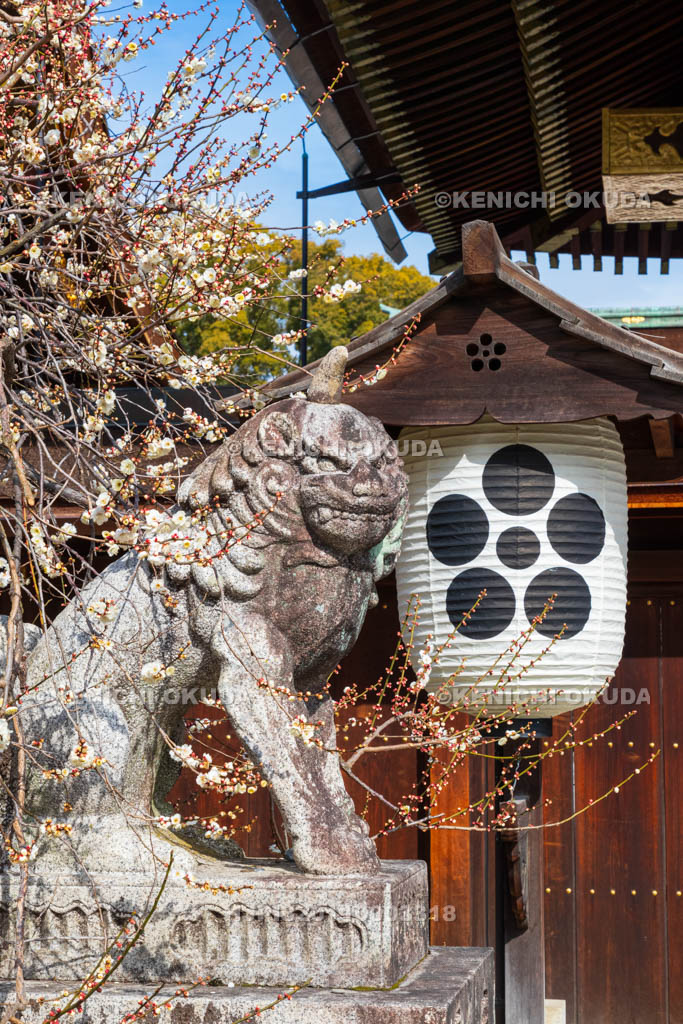 京都府　北野天満宮　白梅と狛犬　三光門付近
