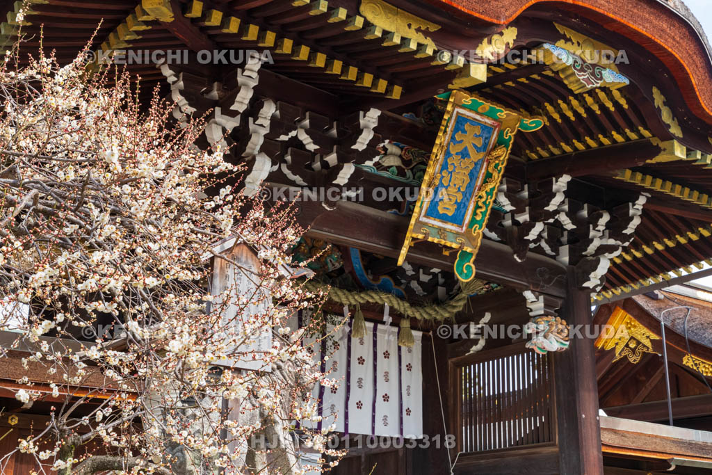 京都府　北野天満宮　白梅と三光門（重要文化財）