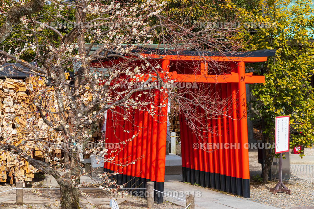 京都府　北野天満宮　白梅と牛社