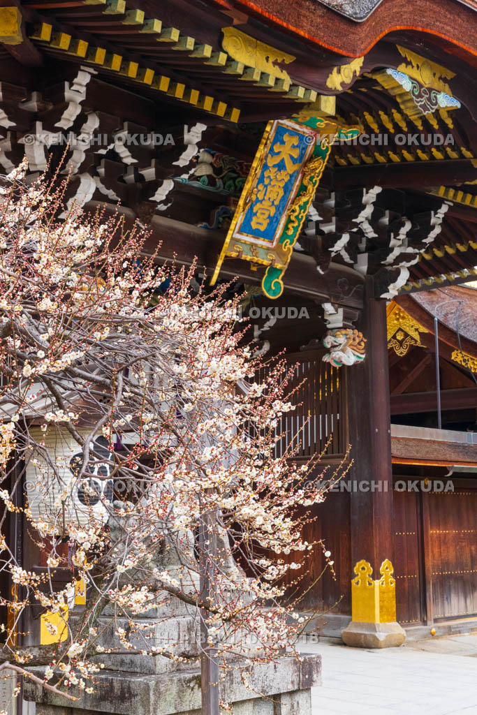 京都府　北野天満宮　白梅と三光門（重要文化財）
