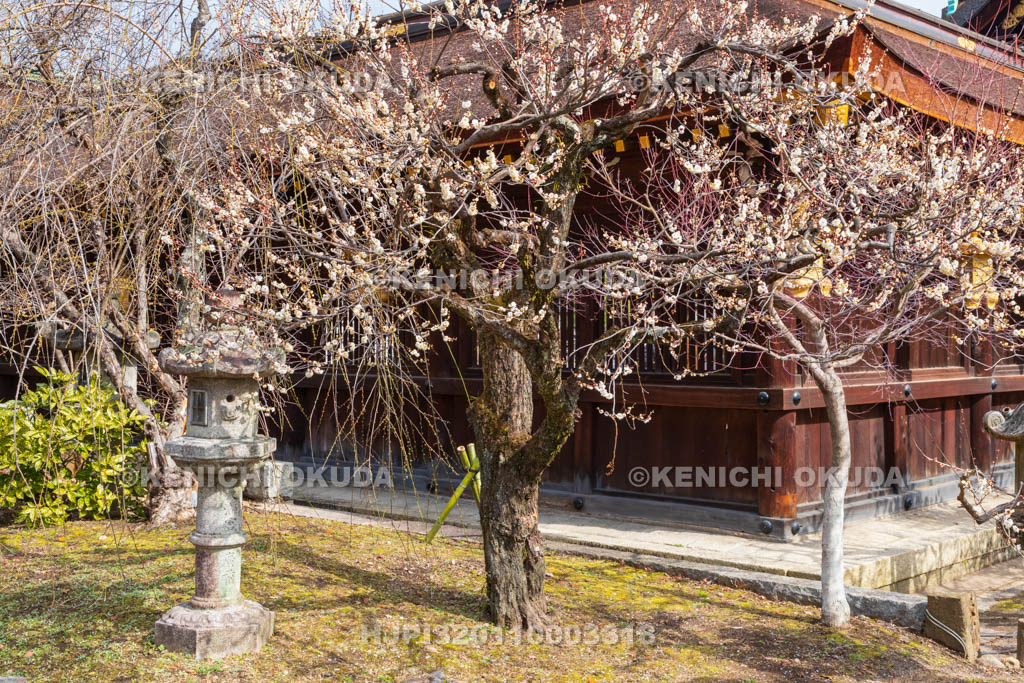 京都府　北野天満宮　船出の庭　白梅と本殿回廊　三光門付近
