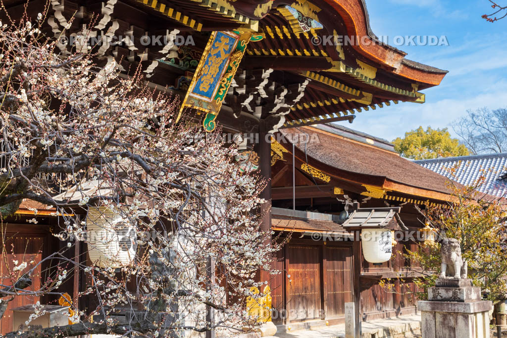 京都府　北野天満宮　白梅と三光門（重要文化財）