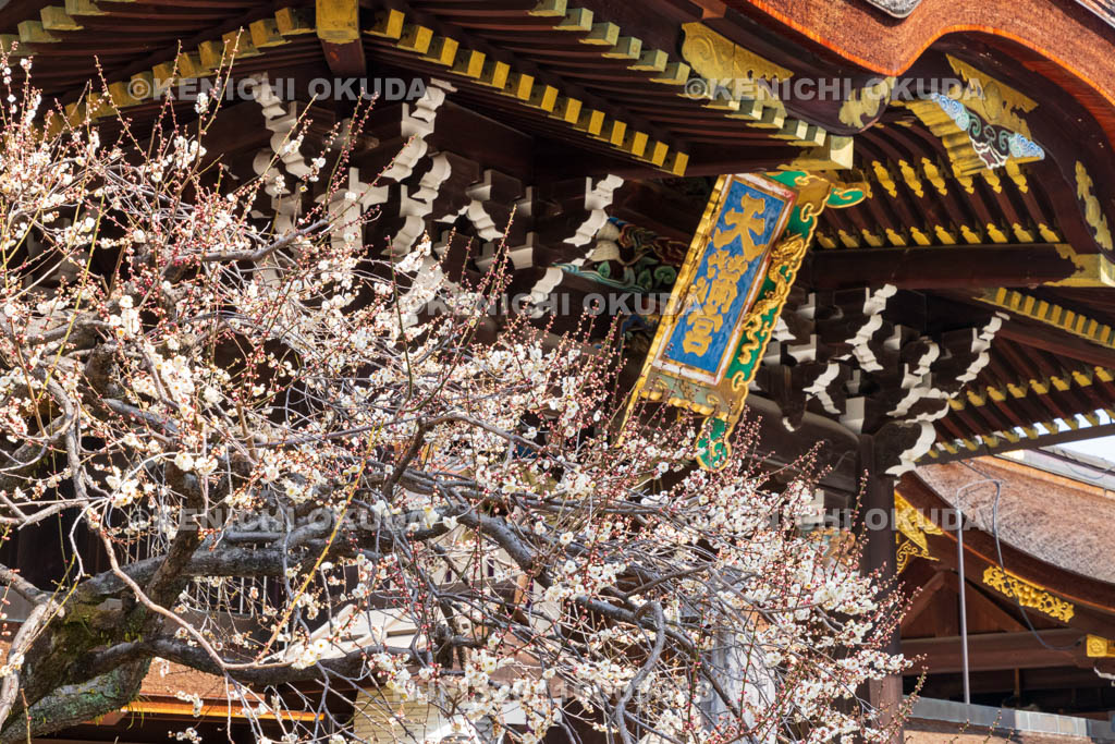 京都府　北野天満宮　白梅と三光門（重要文化財）