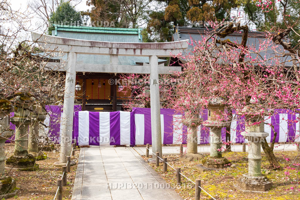 京都府　北野天満宮　梅と一之保神社・奇御魂神社