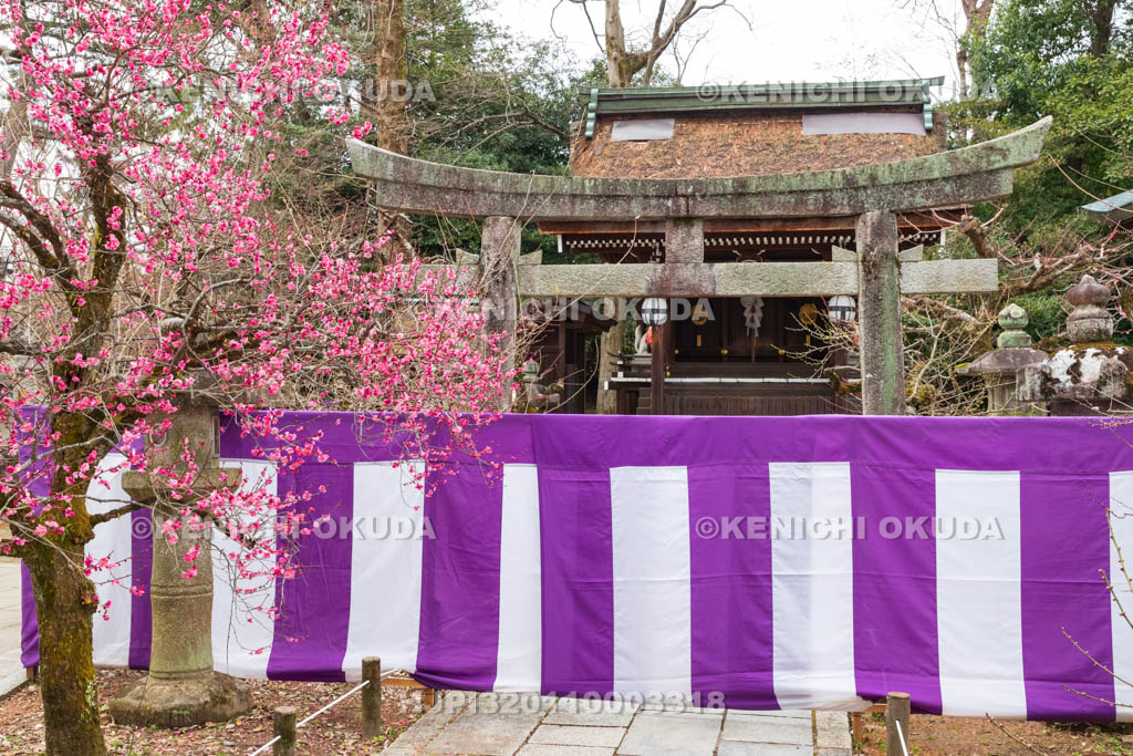 京都府　北野天満宮　紅梅と稲荷神社