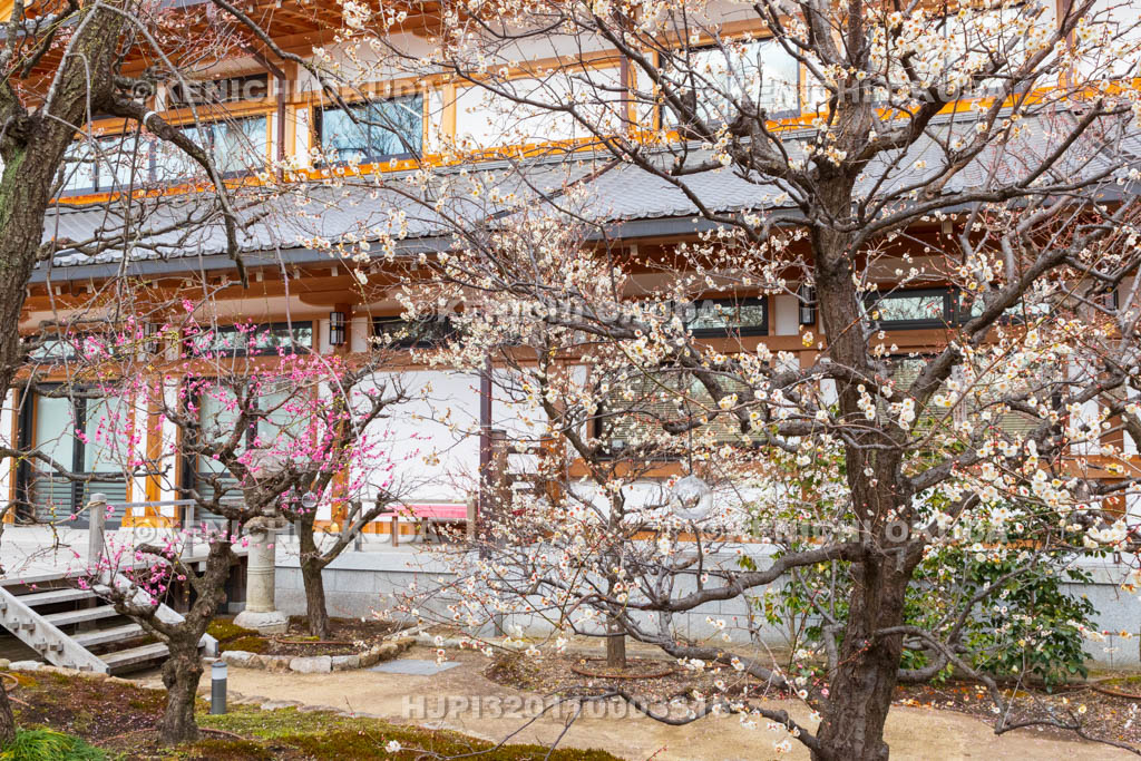 京都府　北野天満宮　梅苑「花の庭」の梅　文道会館付近