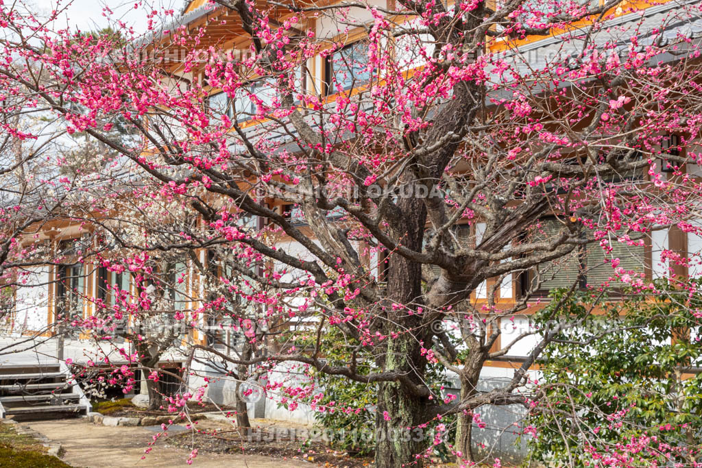 京都府　北野天満宮　梅苑「花の庭」の梅　文道会館付近