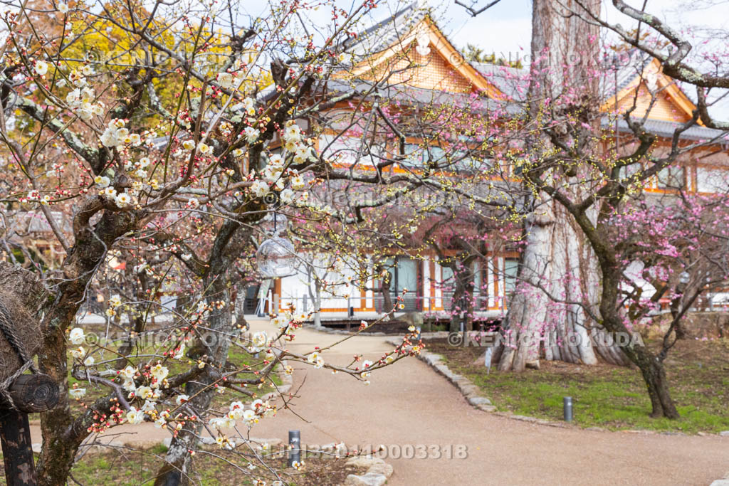 京都府　北野天満宮　梅苑「花の庭」の梅