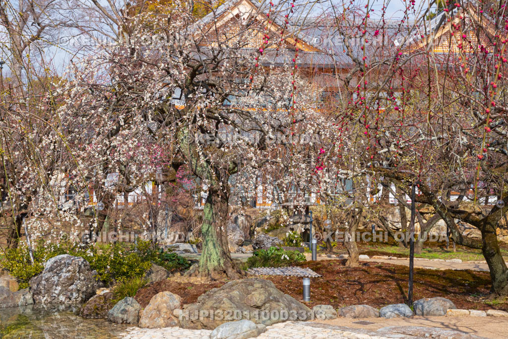 京都府　北野天満宮　梅苑「花の庭」の梅