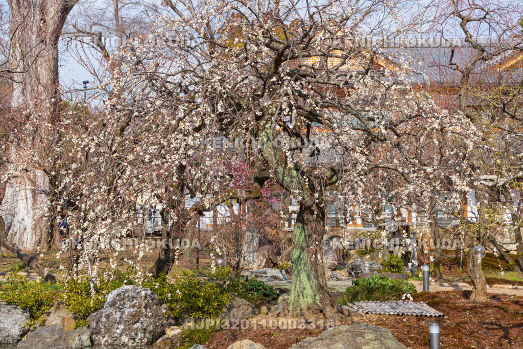 京都府　北野天満宮　梅苑「花の庭」の梅