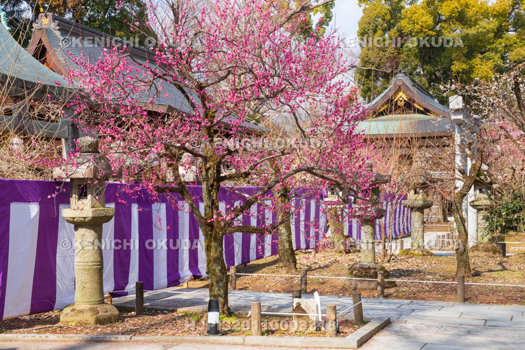 京都府　北野天満宮　梅　一之保神社・奇御魂神社付近