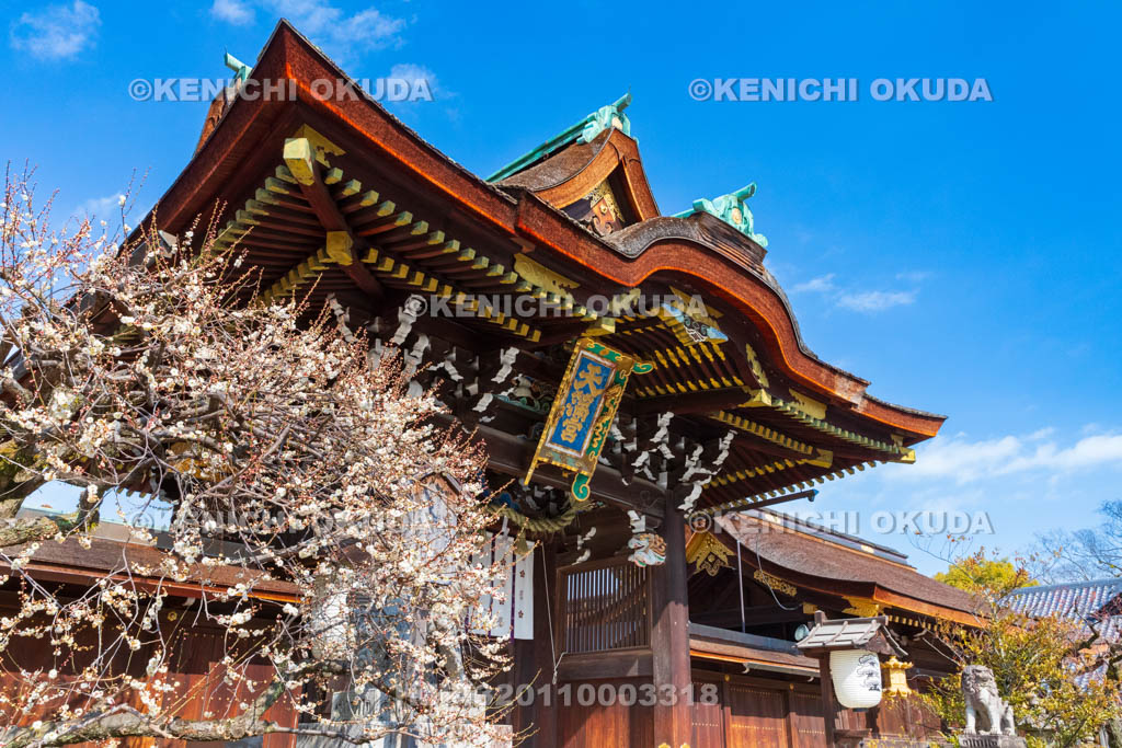 京都府　北野天満宮　白梅と三光門（重要文化財）