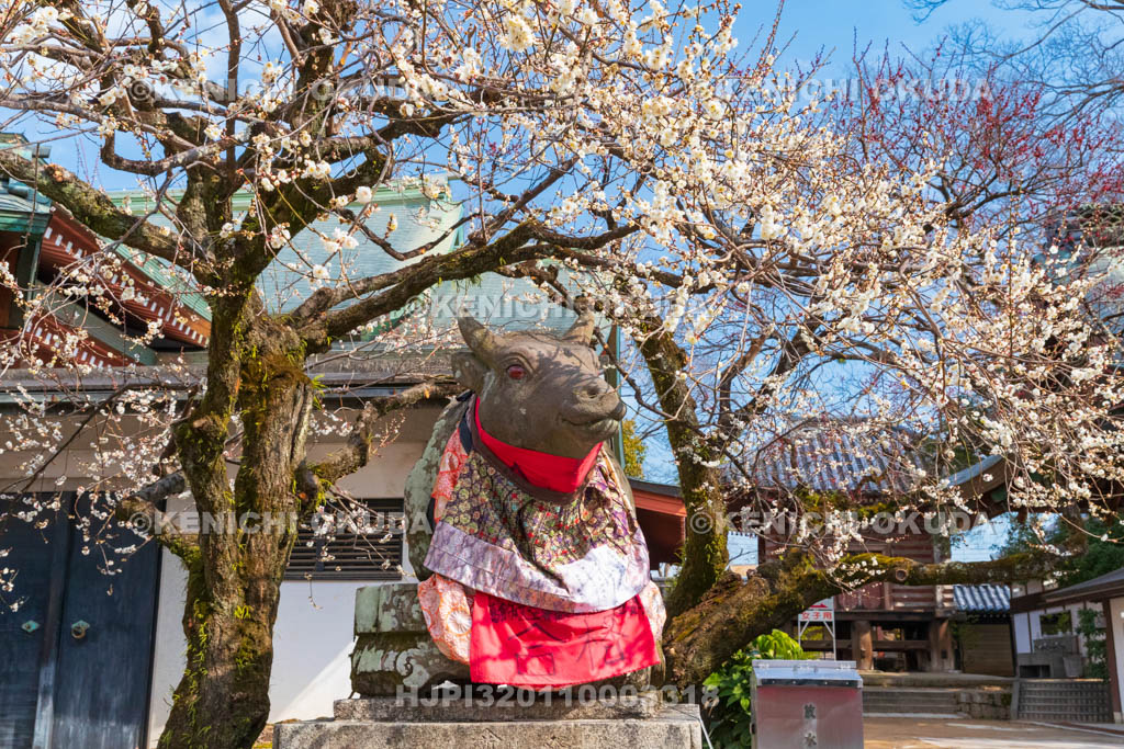 京都府　北野天満宮　白梅と臥牛像　宝物殿付近