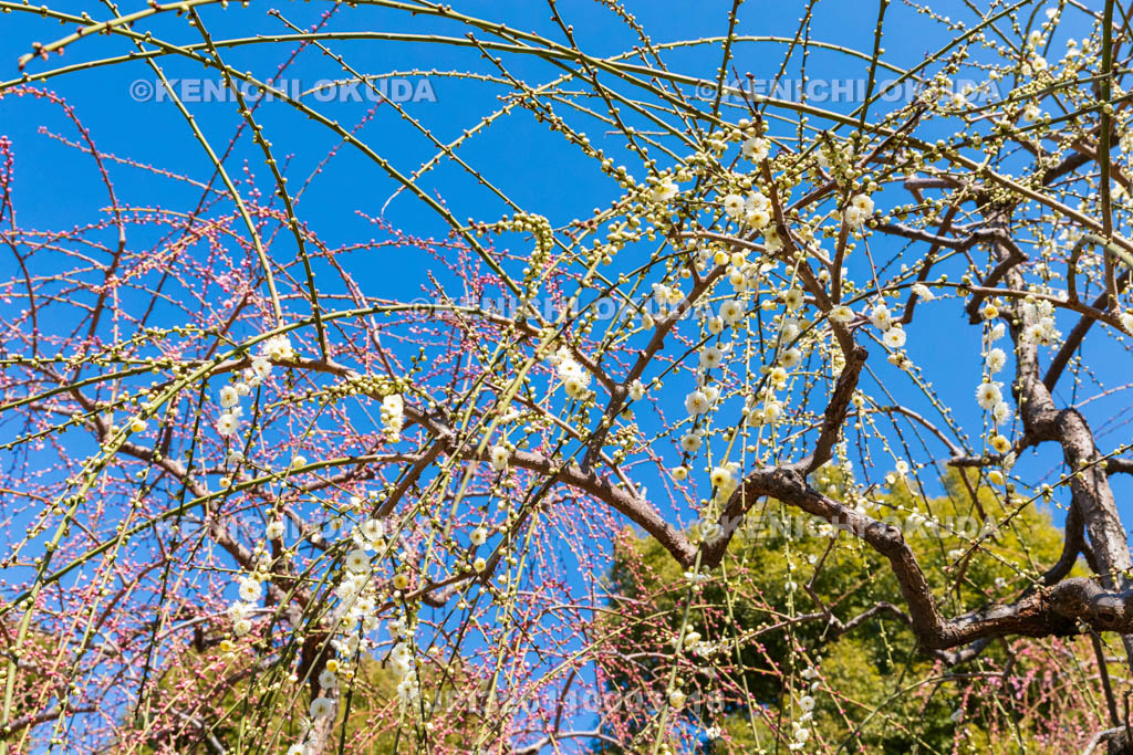 京都府　城南宮　神苑　春の山　しだれ梅