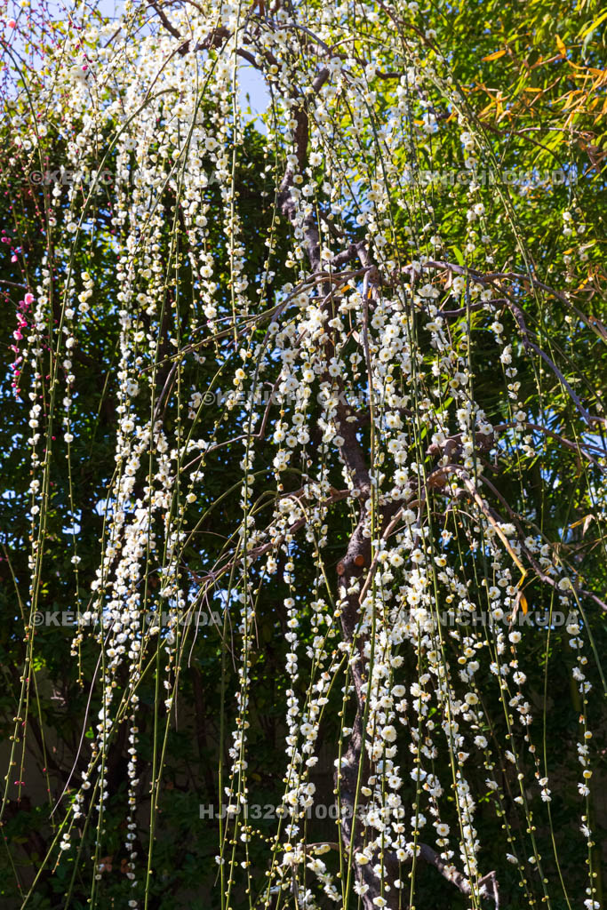 京都府　城南宮　神苑　春の山　しだれ梅
