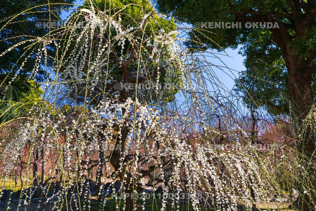 京都府　城南宮　神苑　春の山　しだれ梅