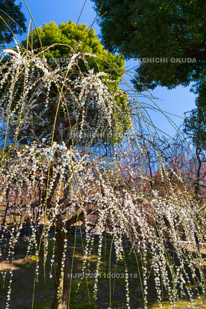京都府　城南宮　神苑　春の山　しだれ梅