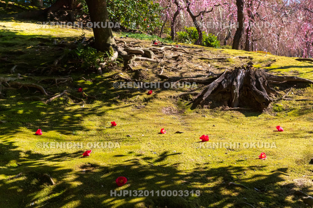 京都府　城南宮　神苑　春の山　落ち椿と梅