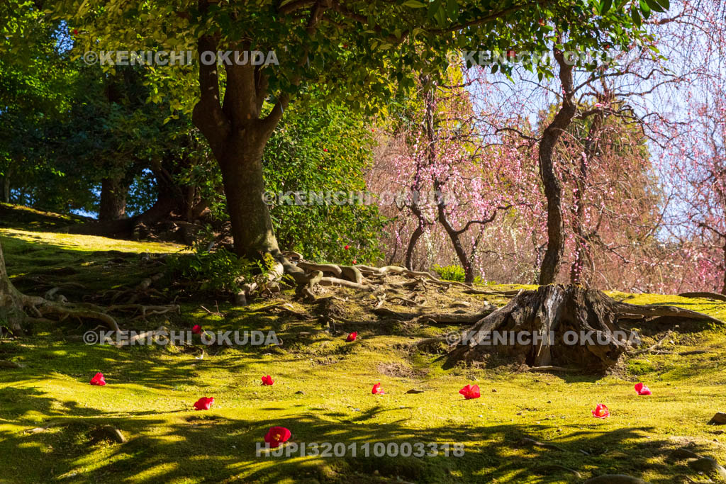 京都府　城南宮　神苑　春の山　落ち椿と梅
