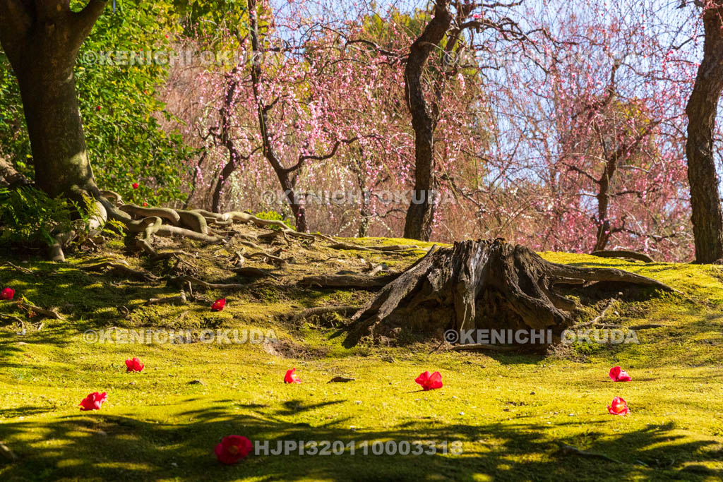 京都府　城南宮　神苑　春の山　落ち椿と梅